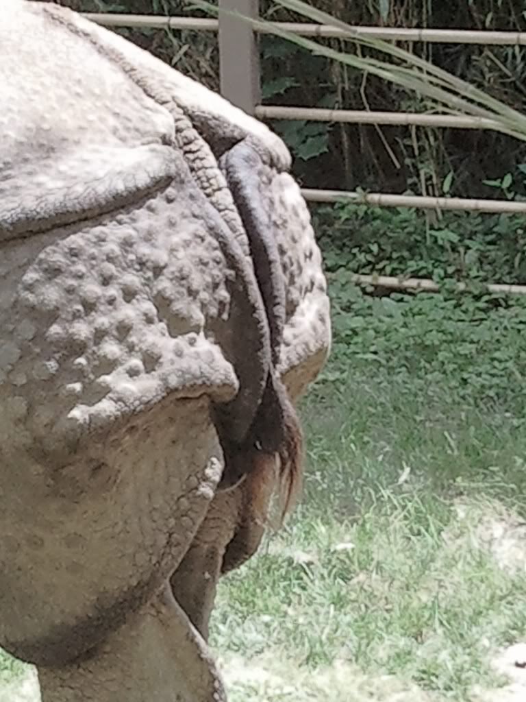 Rhinoceros butt