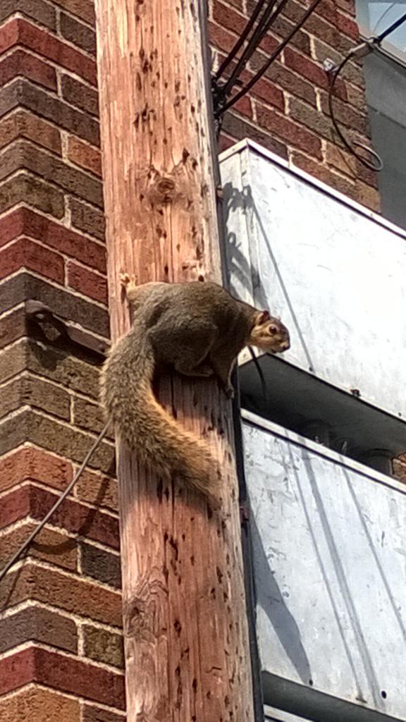 Photo | My wife treed a squirrel (sort of)