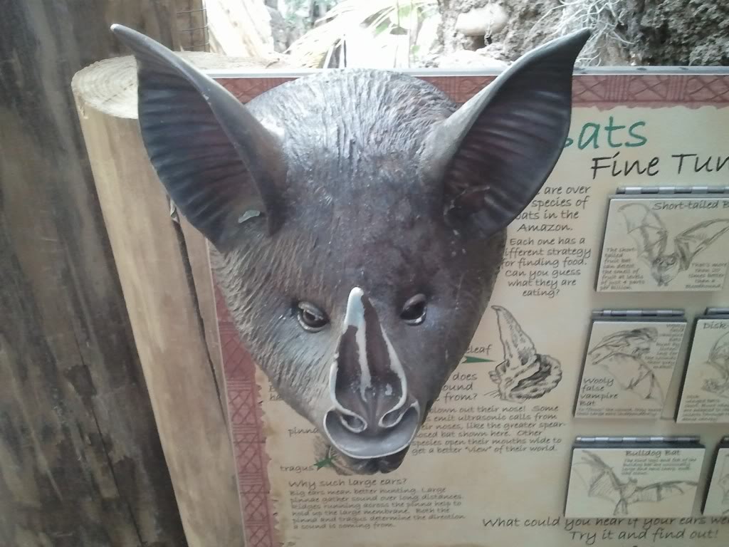 Bat head