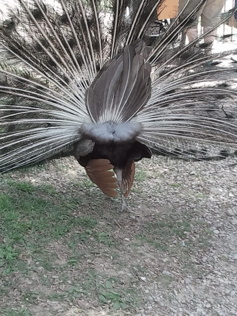 Peacock butt